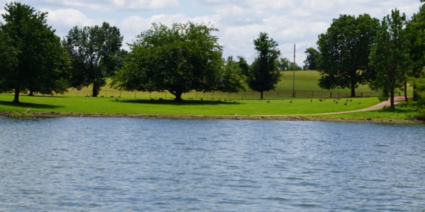 Edge of Beaver Lake that meets green field of grass and trees