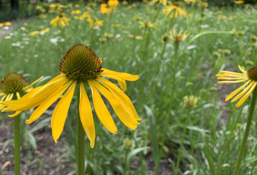 Water-Wise Landscaping