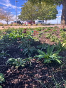 Native plants for water wise landscaping