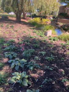 Low Water Landscaping plants and flowers with trees in the background