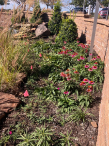 Native plants for water wise landscaping