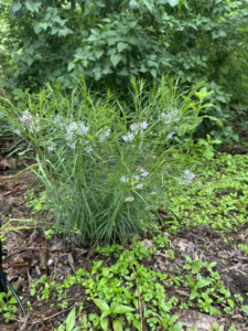 Arkansas Blue Star Amsonia Native Plant