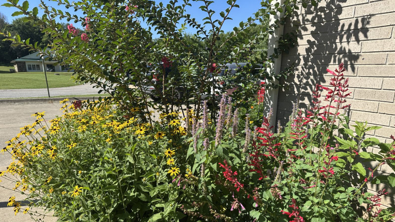 Incorporating Native Plants Into Your Landscape