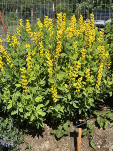 Yellow False Indigo Native Plant