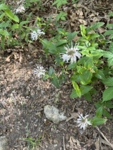 Bee Balm Native Plant