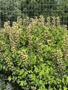 Cream False Indigo Native Plant