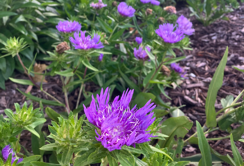 Drought Tolerant Plants at Beaver Water District
